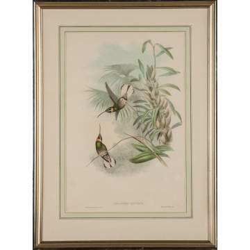 John Gould (British, 1804-1881) and H. C. Richter (British, 1821-1902) A Pair of Two Plates from John Gould's "A Monograph of the Trochilidae (Family of Hummingbirds)