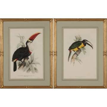 Two Hand Colored Lithographs of Toucans