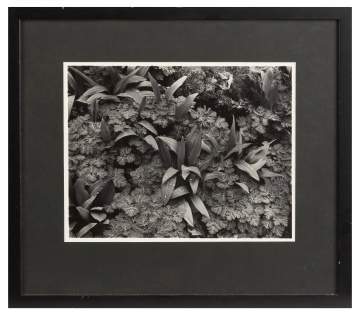 John Szarkowski (American, Born 1925) Black And White Silver Print: Plant Leaves