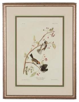 John James Audubon (American, 1785–1851)"Hudson Bay Titmouse"