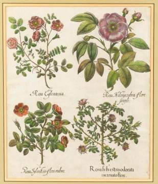 Original Colored Dutch Engraving of "Roses" by Besler