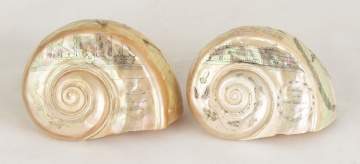 Two Scrimshaw Shells