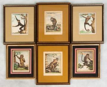 Group of 18/19th Century French Engravings of Monkeys