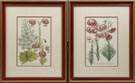 2 Jacob Weinman Botanical Prints