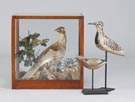 Grouse Diorama & Carved Painted Shorebirds