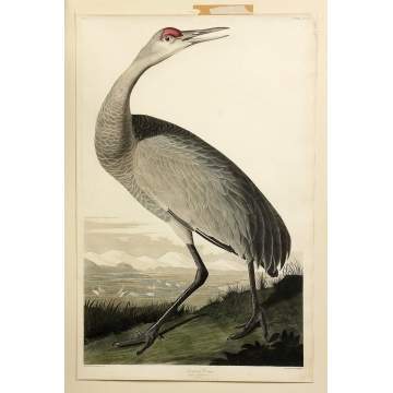John James Audubon (American, 1785-1851) (After) Hooping Crane, Grus Americana, Plate CCLXI