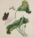 L.A. Conkling (New York, B. 1790) Botanical Watercolors