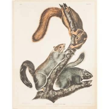 Two John James Audubon (American, 1785- 1851) Lithographs