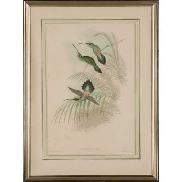 John Gould (British, 1804-1881) and H. C. Richter (British, 1821-1902) A Pair of Two Plates from John Gould's "A Monograph of the Trochilidae (Family of Hummingbirds)
