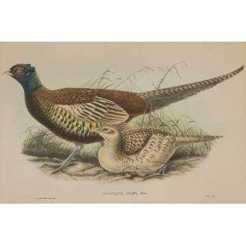 John Gould (British, 1804-1881) and William Matthew Hart (British, 1830-1908) A Selection of Three Plates from John Gould's "Birds of Australia" and "Birds of Asia"