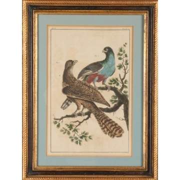 Five Hand Tinted Engravings of Birds