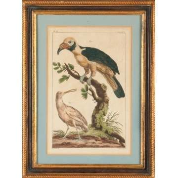 Five Hand Tinted Engravings of Birds