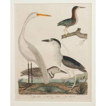 Alexander Wilson (1766-1813) Hand Colored Engraving of Birds