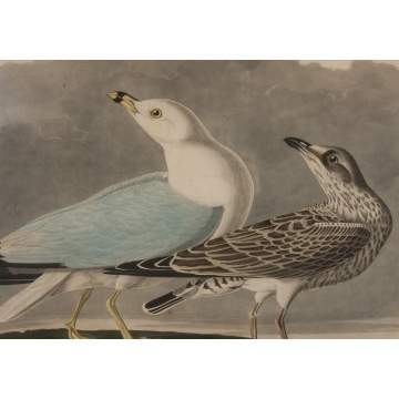 John James Audubon (American, 1785-1851) "Common Gull" Plate #43
