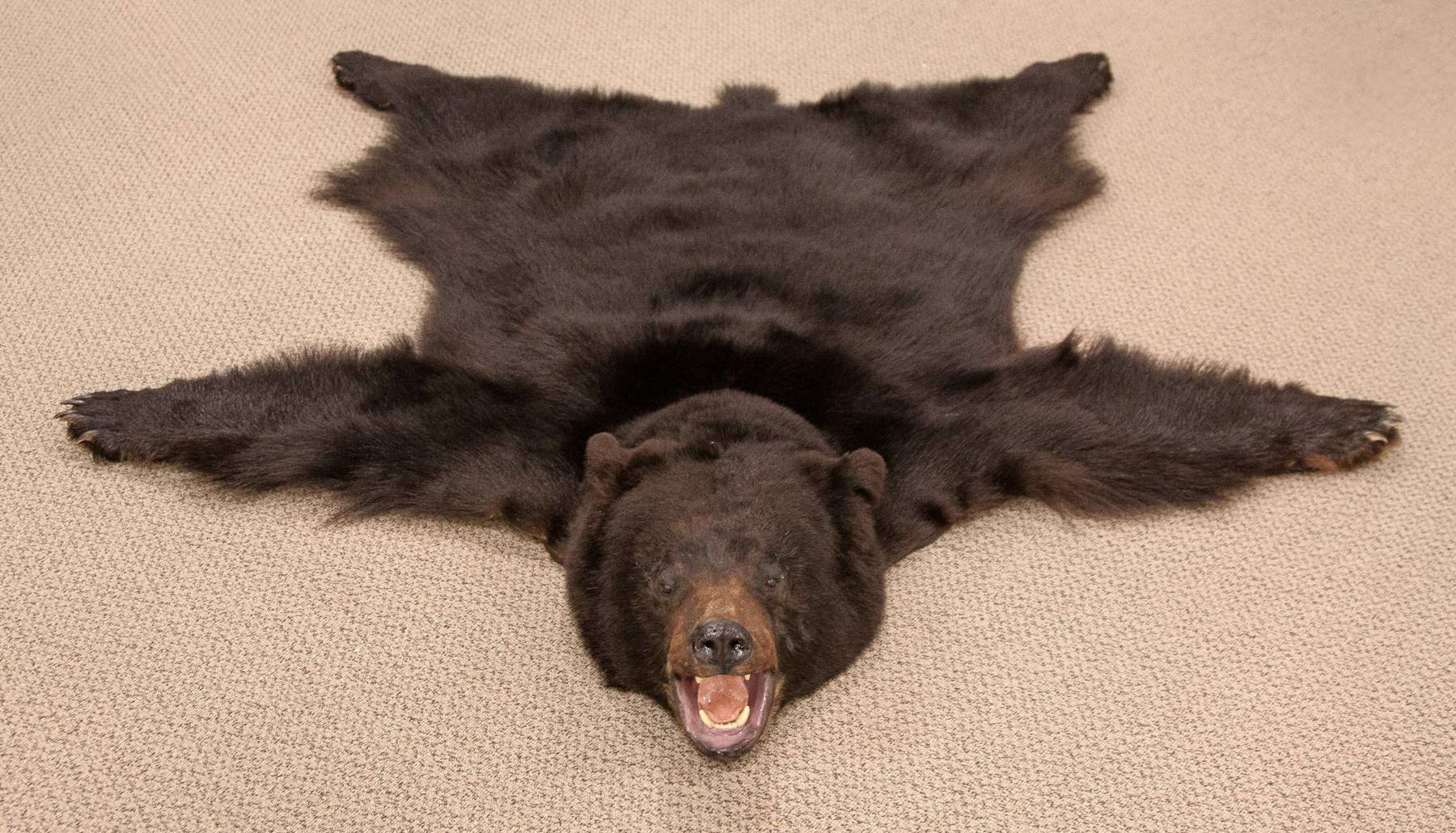 Vintage Black Bear Rug Cottone Auctions, Black Bear Rug