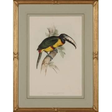 Two Hand Colored Lithographs of Toucans