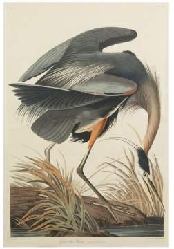 John James Audubon (American, 1785-1851) "Great Blue Heron"