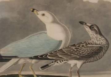 John James Audubon (American, 1785-1851) "Common  Gull"