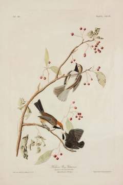 John James Audubon (American, 1785–1851)"Hudson Bay Titmouse"