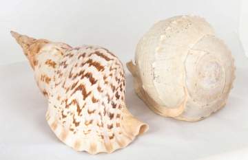 Two Large Shells