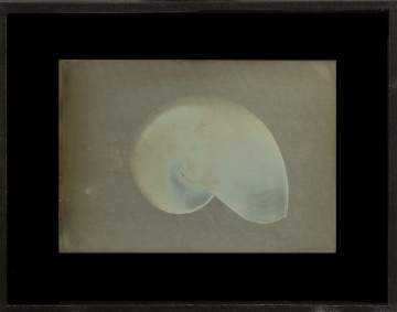 Daguerreotype of Nautilus Shell