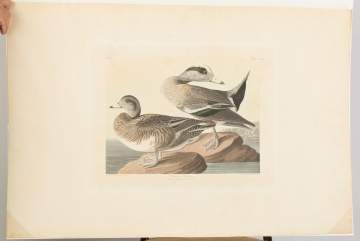 John James Audubon (American 1785-1851)"American Widgeon"