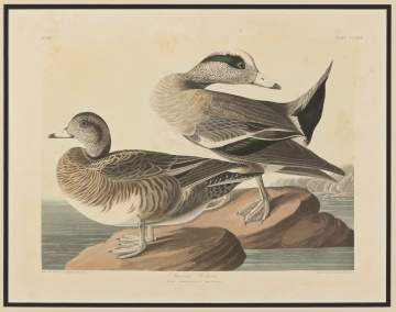 John James Audubon (American 1785-1851)"American Widgeon"