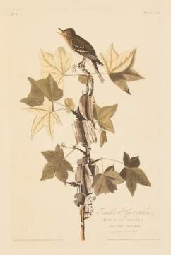John James Audubon (American 1785-1851) "Traill's Flycatcher"