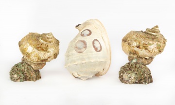 Three 19th Century Carved Shells