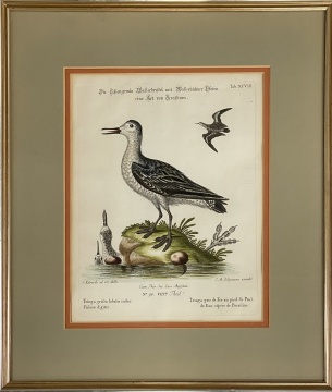 Johann Michael Seligmann (1720-1762), after George Edwards "The Grey Coot-footed Tringa"