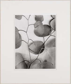 Alma Lavenson (1897-1989) "Eucalyptus Leaves"