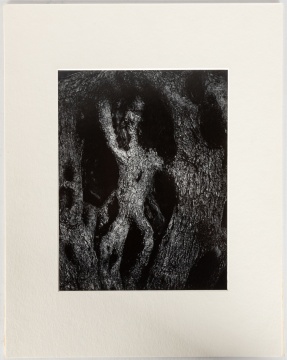Aaron Siskind (American, 1903-1991) "Olive Tree" 1967
