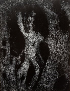 Aaron Siskind (American, 1903-1991) "Olive Tree" 1967