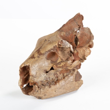 A Merycoidodon / Oreodon Skull (46 - 16 million years ago)