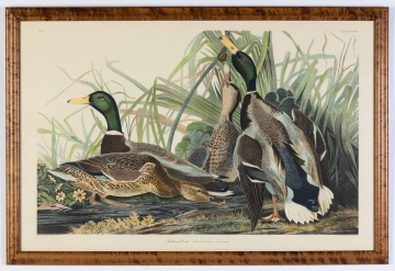 Audubon Style Mallard Ducks