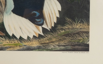 Audubon Style Mallard Ducks