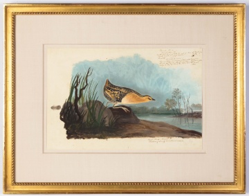 "Yellow-breasted Rail", After John James Audubon