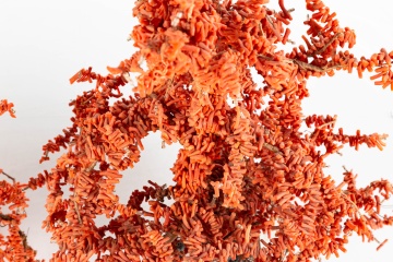 Two Red Coral Feng Sui Tree of Life Sculptures