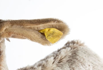 Large Vintage Steiff Goat