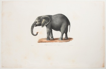 Elephant Lithograph & Belfast Etching