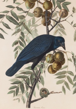 John James Audubon (American, 1785-1851) American Crow, 1833