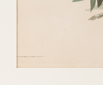 John James Audubon (American, 1785-1851) American Crow, 1833