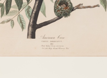 John James Audubon (American, 1785-1851) American Crow, 1833