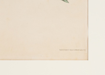 John James Audubon (American, 1785-1851) American Crow, 1833