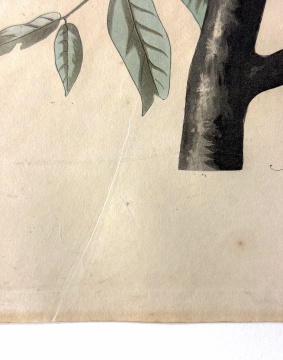 John James Audubon (American, 1785-1851) American Crow, 1833