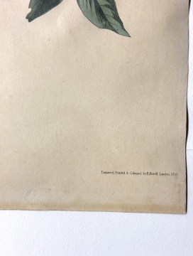 John James Audubon (American, 1785-1851) American Crow, 1833