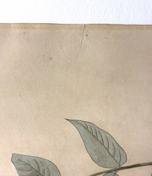 John James Audubon (American, 1785-1851) American Crow, 1833