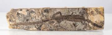 Reptile Fossil