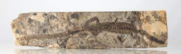 Reptile Fossil