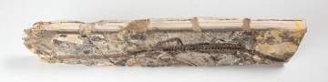 Reptile Fossil